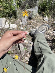 Sclerocarpus uniserialis