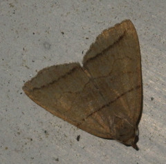 Herminia grisealis