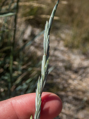 Thinopyrum obtusiflorum