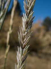 Thinopyrum obtusiflorum