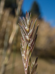 Thinopyrum obtusiflorum