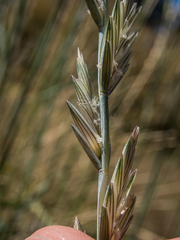 Thinopyrum obtusiflorum