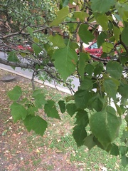 Crataegus phaenopyrum