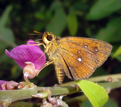 Iambrix salsala salsala