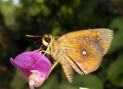 Iambrix salsala salsala