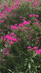 Symphyotrichum novae-angliae