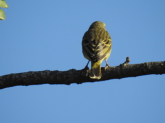 Crithagra mozambica