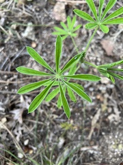 Lupinus argenteus