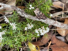 Leucopogon