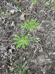 Lupinus argenteus