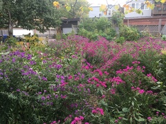 Symphyotrichum novae-angliae