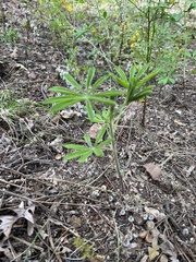 Lupinus argenteus
