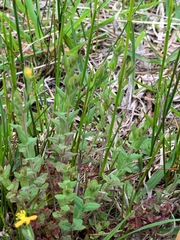 Hypericum gramineum