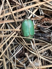 Chrysina lecontei