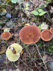 Suillus cavipes