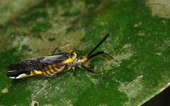 Dictyopsocus pennicornis