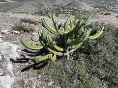 Myrtillocactus geometrizans
