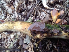 Auricularia auricula-judae