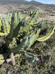 Myrtillocactus geometrizans