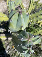 Myrtillocactus geometrizans