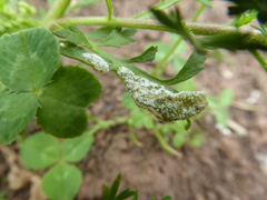 Perofascia lepidii