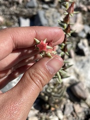 Echeveria bifida
