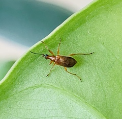 Eugnamptus cinctus