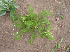 Perofascia lepidii