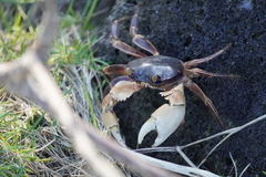 Geograpsus grayi