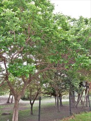 Bridelia micrantha