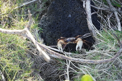 Geograpsus grayi