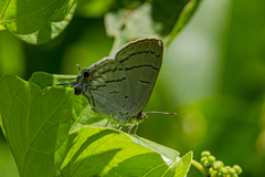 Hypolycaena philippus