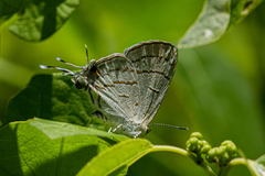 Hypolycaena philippus