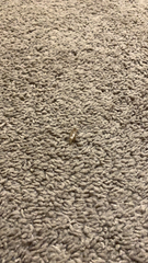 Gryllodes sigillatus