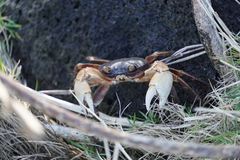 Geograpsus grayi