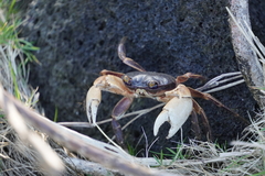Geograpsus grayi