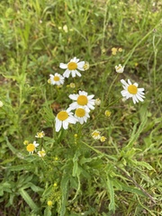 Matricaria