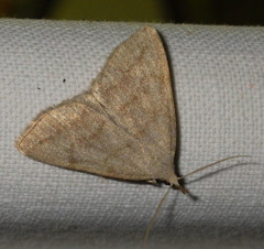 Pechipogo strigilata