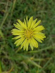 Pyrrhopappus carolinianus