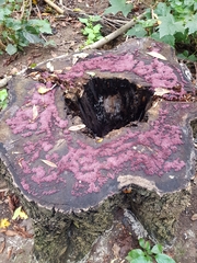 Ascocoryne sarcoides