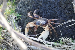 Geograpsus grayi