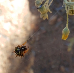 Austracantha minax