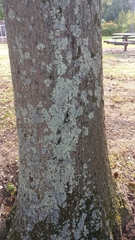 Flavoparmelia baltimorensis