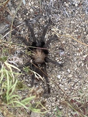 Aphonopelma chalcodes