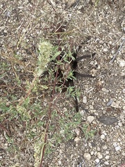 Aphonopelma chalcodes