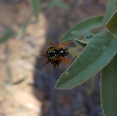 Austracantha minax