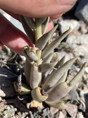 Echeveria bifida