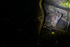 Limnonectes fujianensis