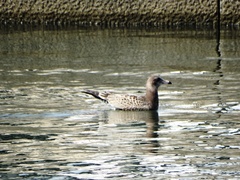 Larus crassirostris