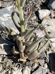 Echeveria bifida